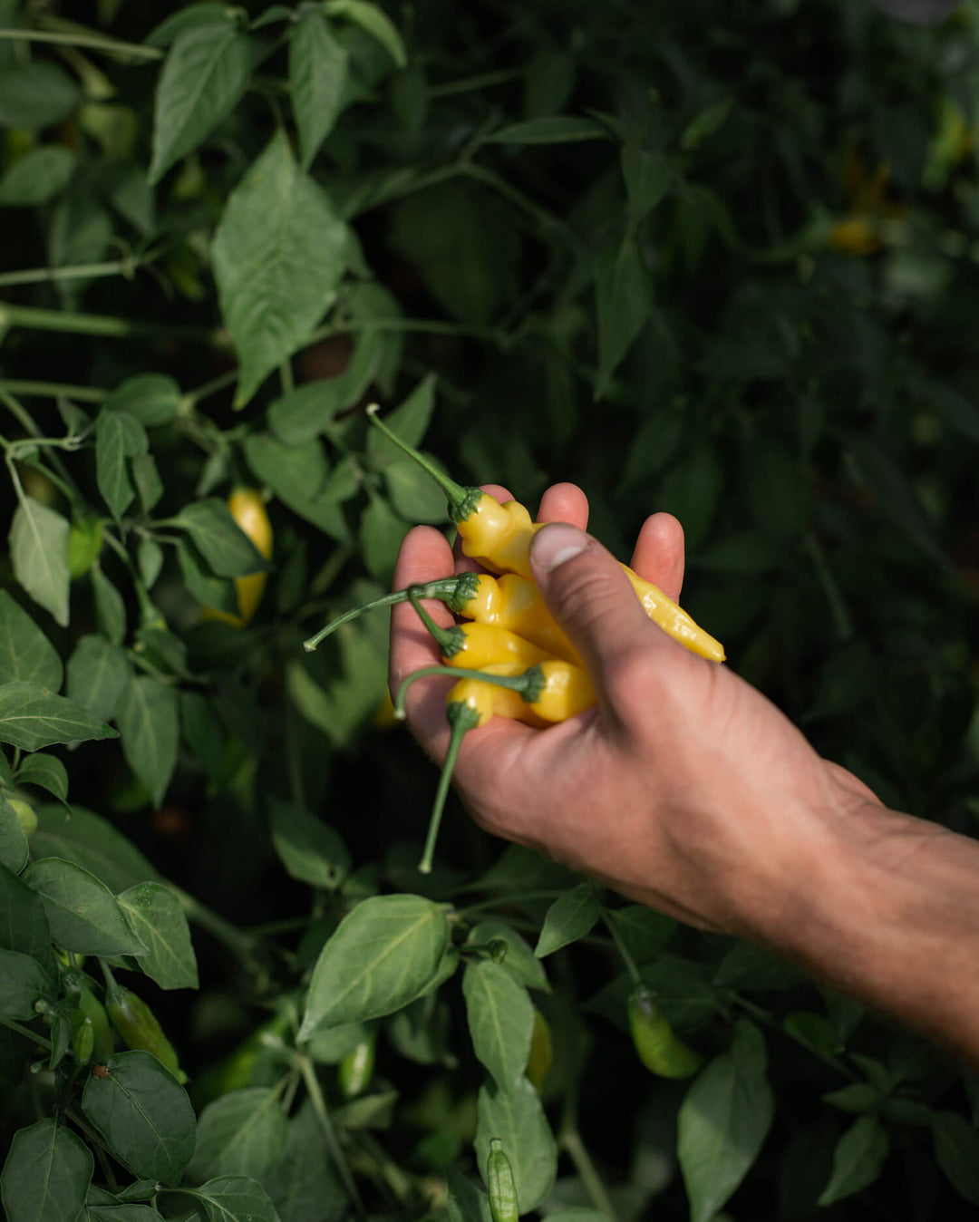 Piment bio Hot Lemon Drop - Aji Lemon - DE LA ROSÉE