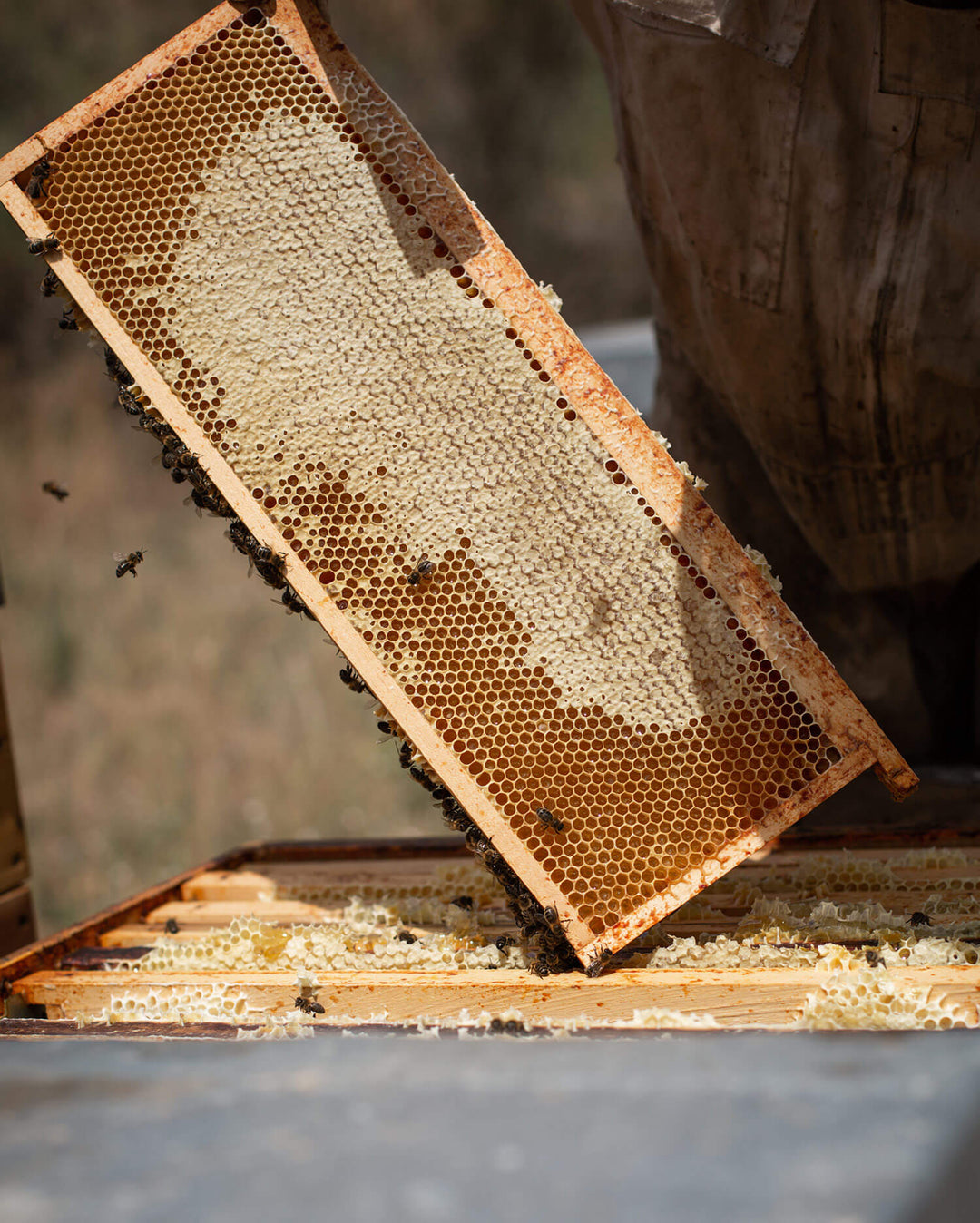 Cadre miel de lavande Valensole France DE LA ROSÉE